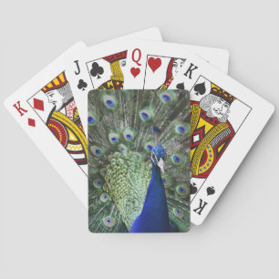 Portrait Of  Peacock With Feathers Out Playing Cards