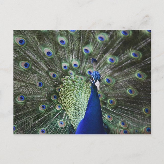 Portrait Of  Peacock With Feathers Out Postcard (Front)
