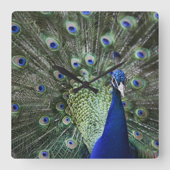 Portrait Of  Peacock With Feathers Out Square Wall Clock (Front)