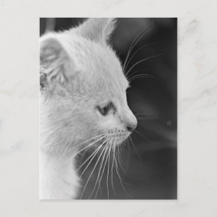 Portrait of Petra Postcard