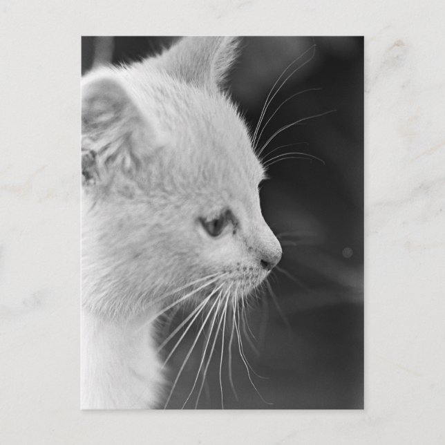 Portrait of Petra Postcard (Front)