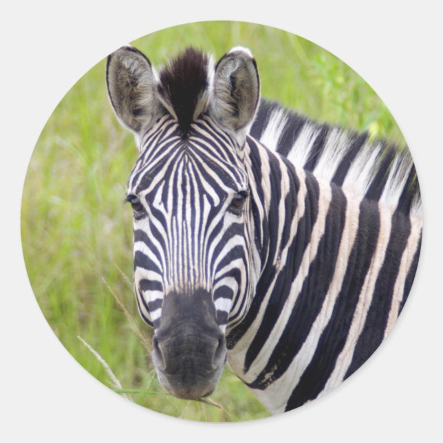 Portrait Of Plains Zebra, Hluhluwe-Umfolozi Game Classic Round Sticker (Front)