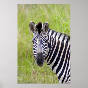 Portrait Of Plains Zebra, Hluhluwe-Umfolozi Game Poster