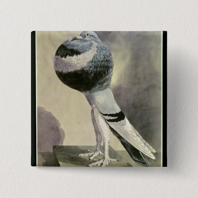 Portrait of Pouter Pigeon 2 Inch Square Button (Front)