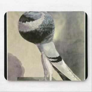Portrait of Pouter Pigeon Mouse Pad