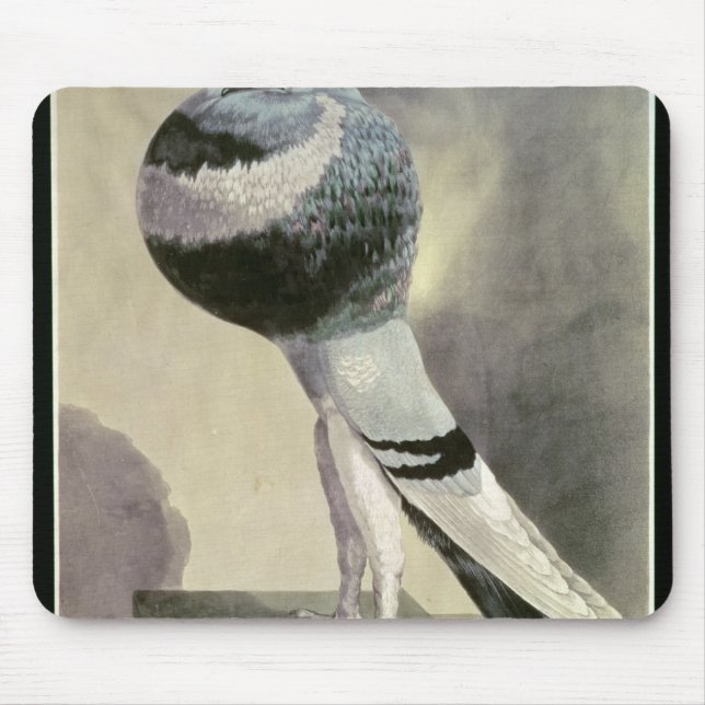 Portrait of Pouter Pigeon Mouse Pad (Front)