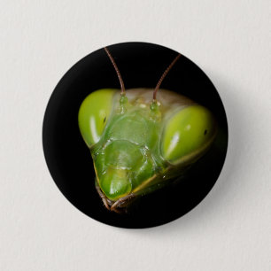 Portrait of praying mantis 2 inch round button