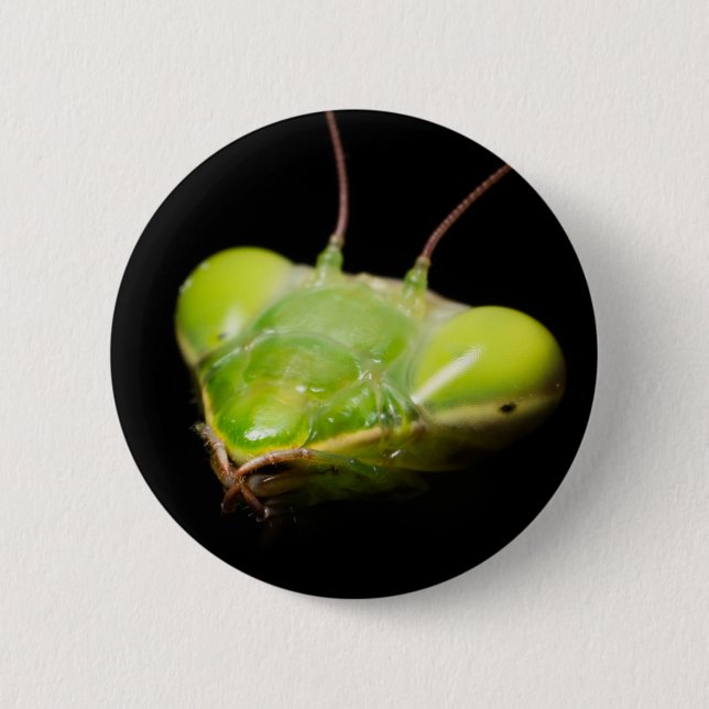 Portrait of praying mantis 2 inch round button (Front)