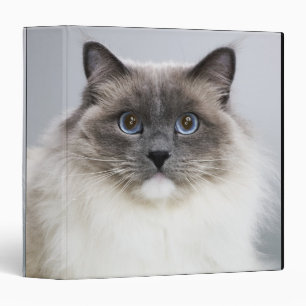 Portrait of Ragdoll Cat Binder