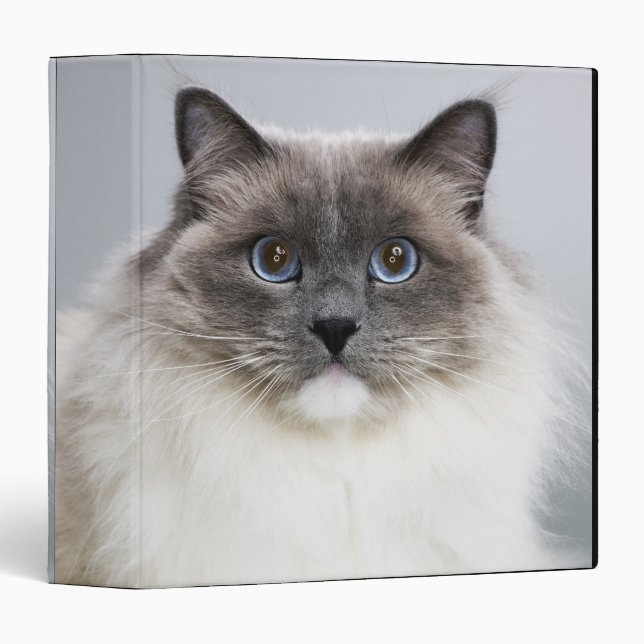 Portrait of Ragdoll Cat Binder (Front/Spine)