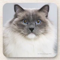 Portrait of Ragdoll cat