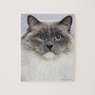 Portrait of Ragdoll cat Jigsaw Puzzle