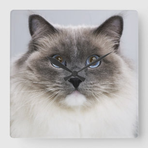 Portrait of Ragdoll cat Square Wall Clock