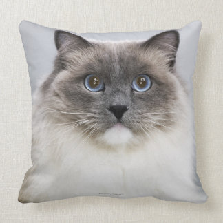 Portrait of Ragdoll cat Throw Pillow