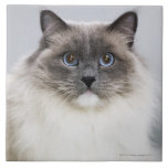 Portrait of Ragdoll cat Tile<br><div class="desc">Ragdoll cat,  close-up,  portrait | Thomas Barwick | AssetID: sb10069314j-001</div>