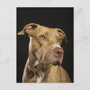 Portrait of red nose pitbull with black postcard