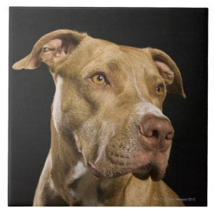 Portrait of red nose pitbull with black tile