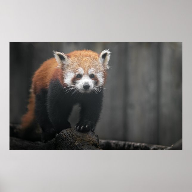 Portrait of Red Panda Poster (Front)