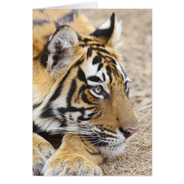 Portrait of Royal Bengal Tiger, Ranthambhor (Front)