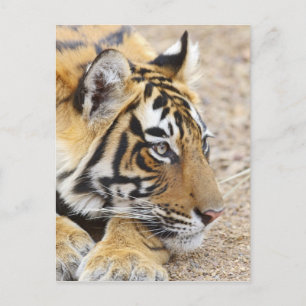 Portrait of Royal Bengal Tiger, Ranthambhor Postcard