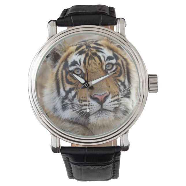 Portrait of Royal Bengal Tiger, Ranthambhor Watch (Front)
