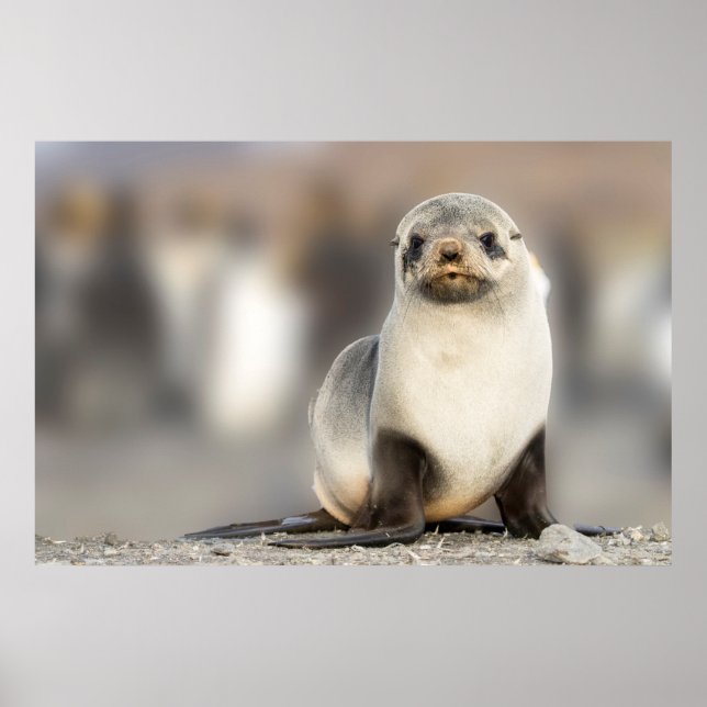 Portrait of Seal Pup on the Beach Poster (Front)