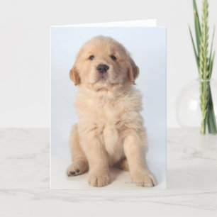 Portrait of six week old golden retriever puppy. card