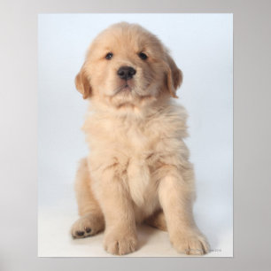 Portrait of six week old golden retriever puppy. poster