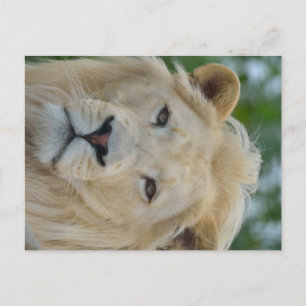 Portrait of South African White Lion Postcard