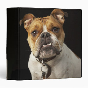 Portrait of tan and white bulldog with collar binder