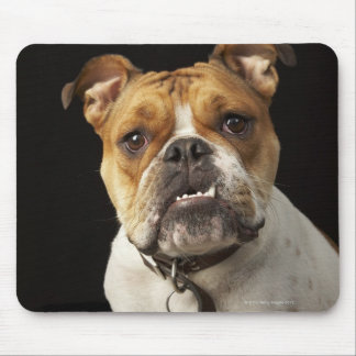 Portrait of tan and white bulldog with collar mouse pad