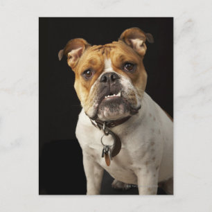 Portrait of tan and white bulldog with collar postcard