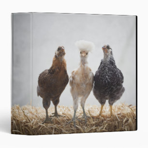 Portrait of Three Pet Chickens Looking Forward Binder