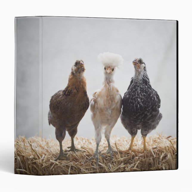 Portrait of Three Pet Chickens Looking Forward Binder (Front/Spine)