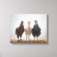 Portrait of Three Pet Chickens Looking Forward
