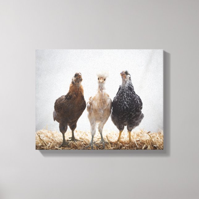 Portrait of Three Pet Chickens Looking Forward Canvas Print (Front)