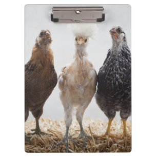 Portrait of Three Pet Chickens Looking Forward Clipboard