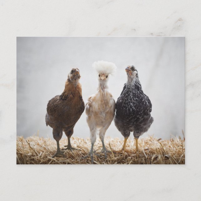 Portrait of Three Pet Chickens Looking Forward Postcard (Front)