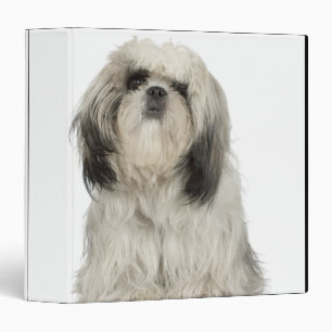 Portrait of Tibetan Terrier puppy Binder