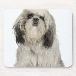 Portrait of Tibetan terrier puppy Mouse Pad