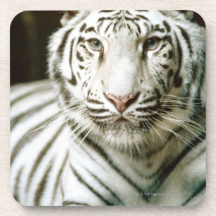 Portrait of tiger coaster