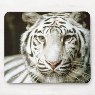 Portrait of tiger mouse pad