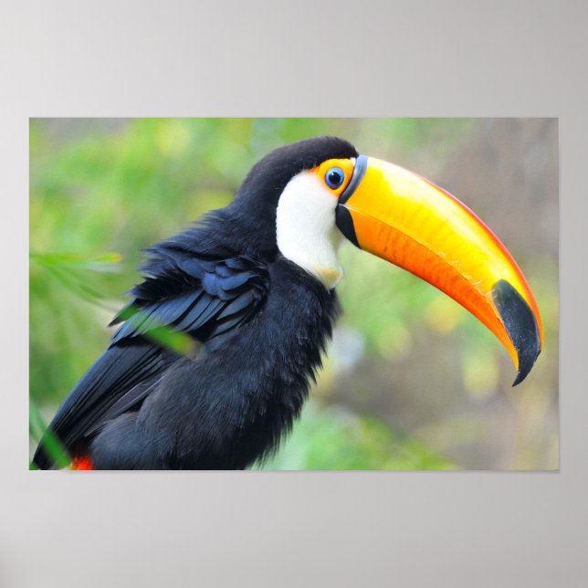 Portrait of toco toucan poster (Front)