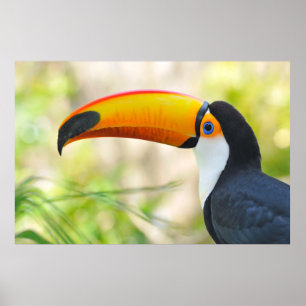 Portrait of toco toucan poster