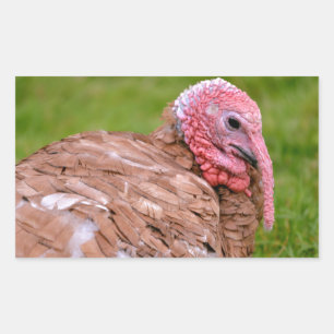 Portrait of turkey sticker