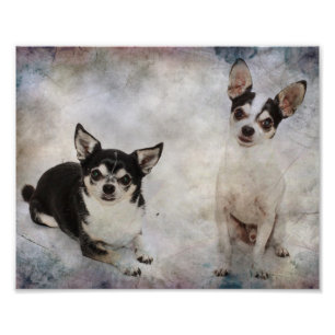 Portrait of two chihuahua's photo print