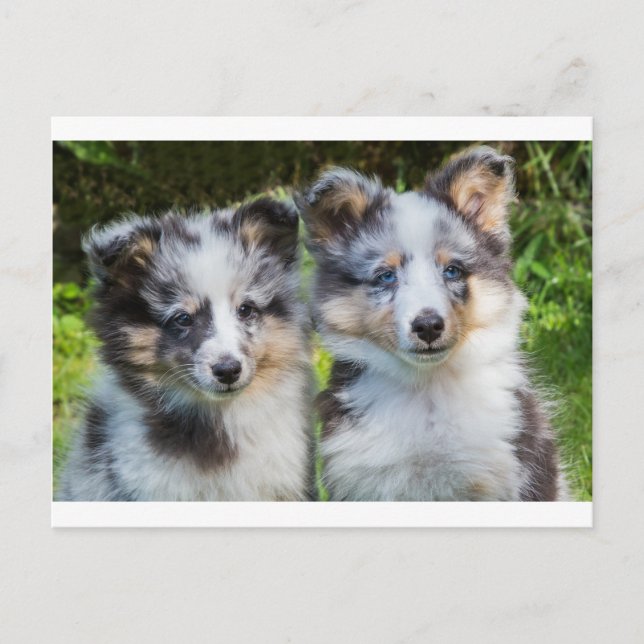 Portrait of two young sheltie dogs postcard (Front)