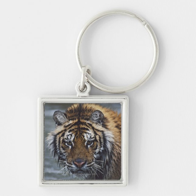 Portrait Of Wet Siberian Tiger Keychain (Front)