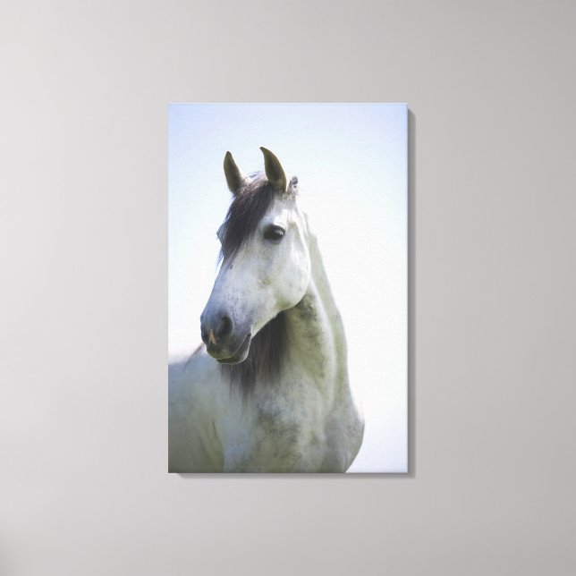 portrait of white horse 3 canvas print (Front)