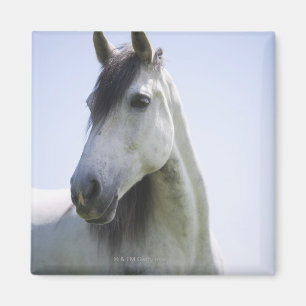 portrait of white horse magnet